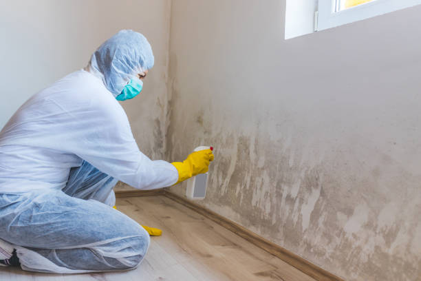 Licensed Mold Testing service in Crystal Beach, FL - WQB Mold Removal